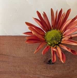 Meet your Posher, Casandra